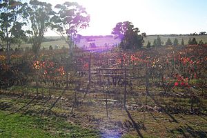 Vines near Naracoorte1