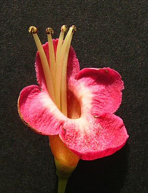 Vitex lucens (Puriri) flower
