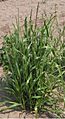 Westerwolds raaigras Lolium multiflorum