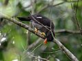 White-chinned Thrush RWD3