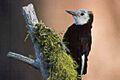 White-headed woodpecker