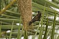 White-rumped Munia exploring Baya Weaver Nest