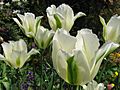 White tulips 5409