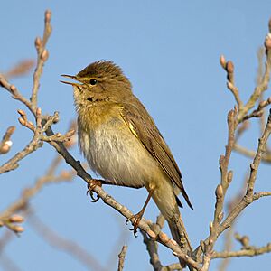 Willow warbler Facts for Kids