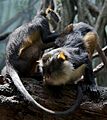 Wolfs Mona Monkey Cercopithecus wolfi Bronx Zoo 4 cropped