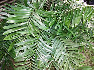 Zamia amblyphyllidia (sin. Zamia erosa), Puerto RIco.jpg