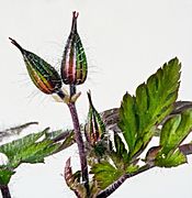 (MHNT) Geranium robertianum - buds