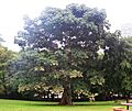 Árbol Panamá - Sterculia apetala - Árbol Nacional de Panamá 01