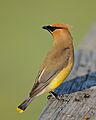2011-08-16 Rollins Savanna 5