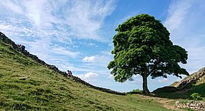2018-06-07 Sycamore Gap Tree (Acer pseudoplatanus), next to Hadrian’s Wall UK