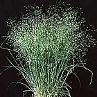 Achnatherum hymenoides - Ricegrass.jpg
