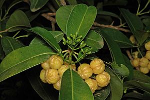 Acronychia imperforata fruit