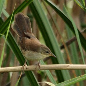 African Bush-warbler (Bradypterus baboecala), dorsal side view