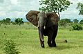 African Bush Elephant Mikumi