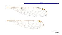 Agriocnemis dobsoni female wings (34787754936)