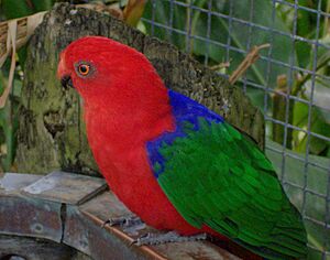 Alisterus amboinensis -Brevard Zoo-8b-4c.jpg
