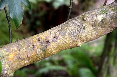 Alseuosmia quercifolia in Auckland Botanic Gardens 01