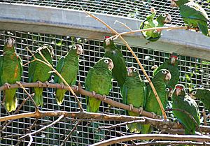 Amazona vitatta -Iguaca Aviary, Puerto Rico-8a