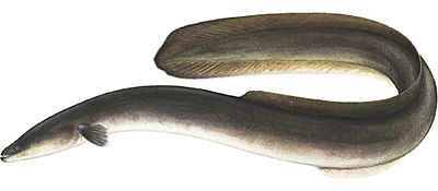 American Eel.jpg