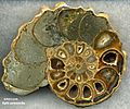 Ammoniteplit