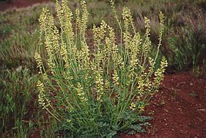 Astragalus ampullarioides.jpg