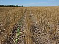 Awesome cover crops started in eastern South Dakota (14941202317)