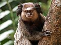 Black-tufted marmoset (sagui-de-tufos-pretos)