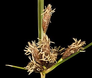 Bolboschoenus caldwellii - Flickr - Kevin Thiele (1).jpg