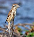 Brown Shrike (Lanius cristatus)- Immature in Kolkata I IMG 6072