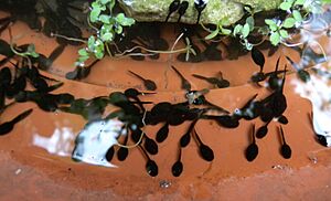 Bufo viridis tadpoles