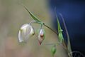 Calochortus albus flowers