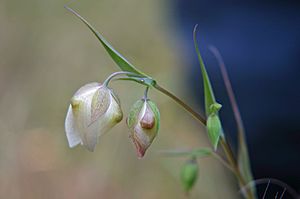 Calochortus albus flowers.jpg