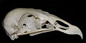 Cathartes aura cranium