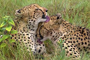 Cheetah Brothers AdF