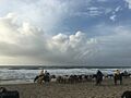 Chincoteague pony walk