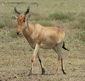 Coke's Hartebeest.jpg