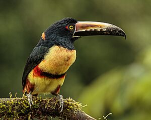 Collared Aracari (44517373101).jpg