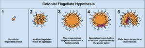ColonialFlagellateHypothesis