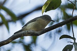 Common Newtonia - Madagascar S4E9675 (19241398746).jpg