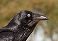 Corvus coronoides - Glebe Point, Sydney, New South Wales, Australia -head-8