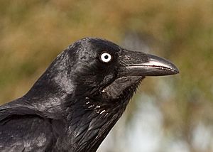 Corvus coronoides - Glebe Point, Sydney, New South Wales, Australia -head-8