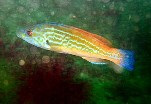 Cuckoo wrasse male 3.jpg