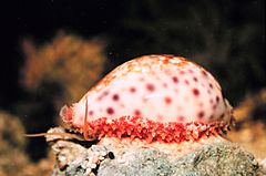 Cypraea chinensis with partially extended mantle.jpg