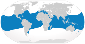 Cypron-Range Carcharhinus longimanus.svg