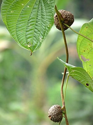 Dioscorea bulbifera at Kadavoor.jpg