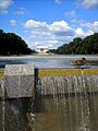 Duck at West Potomac Park