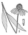 Echinacea.paradoxa01
