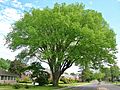 Elm Tree in West Hartford, Connecticut - May 2017