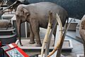 Em - Elephas maximus - 9