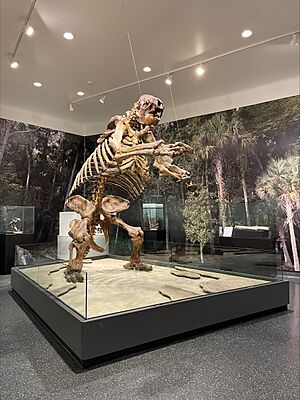 Eremotherium laurillardi skeleton located in the prehistory of Florida gallery, at the Museum of Arts & Sciences.